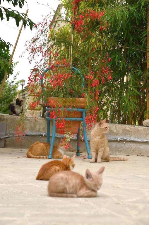 منزل الضيف Simou  في Faith'S Stone House المظهر الخارجي الصورة